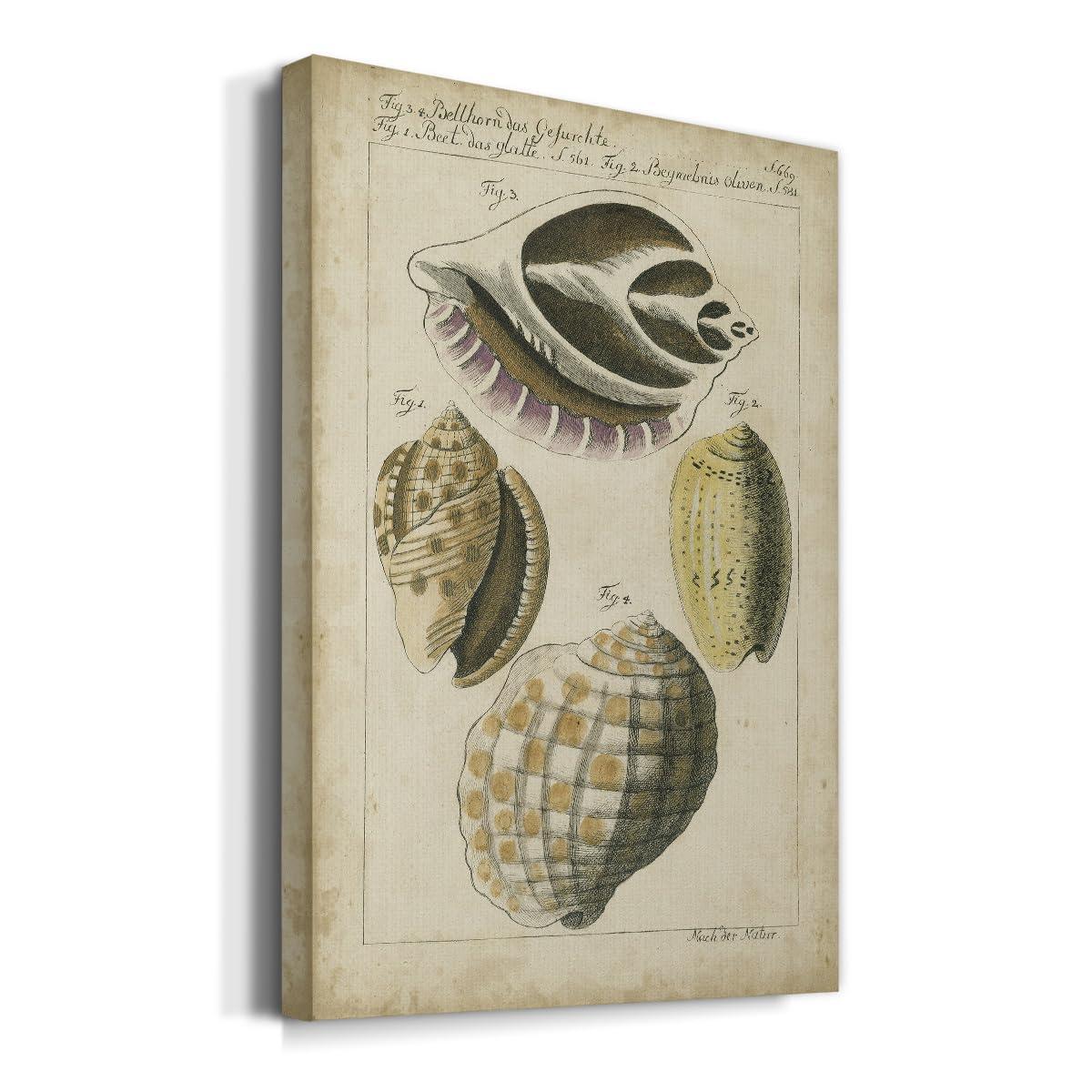 Renditions Gallery Renditions Gallery Nature Wall Art Paintings for Home Decor Vintage Sea Shell Study Abstract Hanging Artwork Prints for Living Room Hotel Kitchen - 8\"X12\" LT523