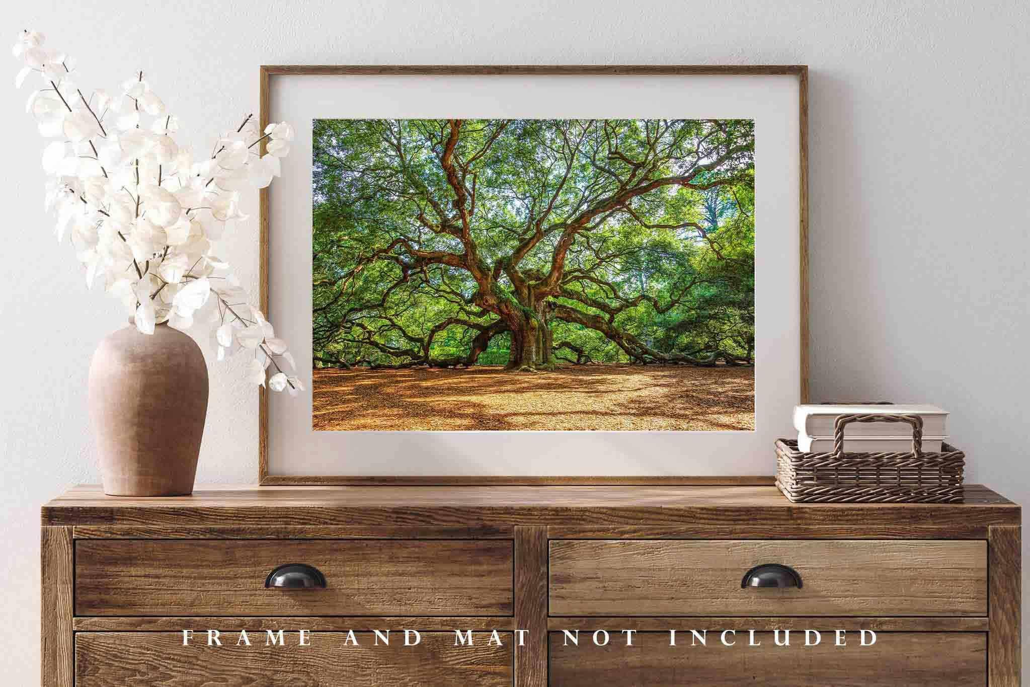 Southern Plains Photography Nature Photography Print (Not Framed) Picture of Angel Oak Tree on Summer Day near Charleston South Carolina Southern Wall Art Lowcountry Decor (16\" x 24\")