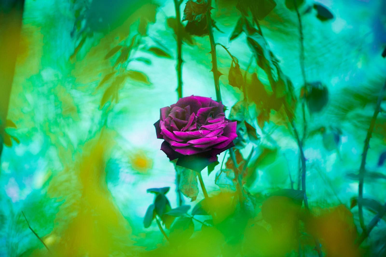 Dolores Herrera Photography Dolores Herrera Photography - Fine Art Prints - A Lovely Rose (Maple Wood, 24x36)