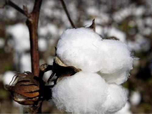 Kanak Bedding Kanak Bedding Solid Sheet Set-Full XL Size Sheet Set-Organic Cotton Sheet set-500 Thread Count- 24 Inch deep Pocket-Blood Red Sheet Set !!