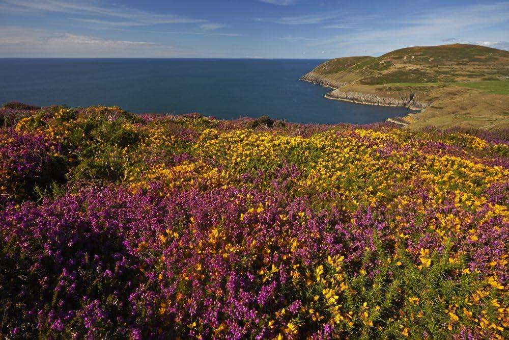 Posterazzi Heather and gorse on Myndd Mawr on the Llyn Peninsula. Poster Print by Loop Images Ltd. (18 x 12)