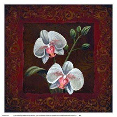 New York Graphics Orchid Study II by Thomas Wood 12"x12" Art Print Poster