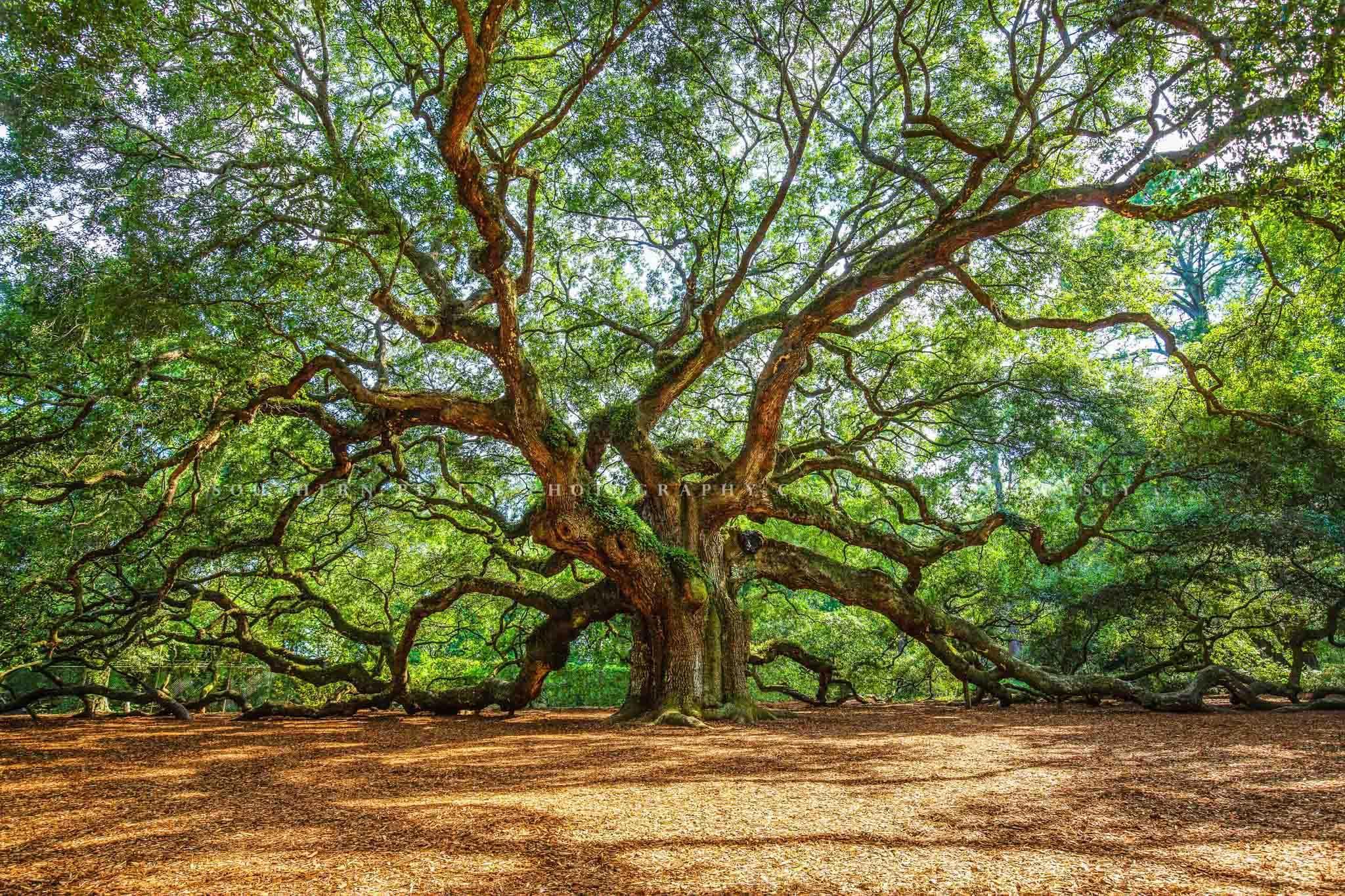 Southern Plains Photography Nature Photography Print (Not Framed) Picture of Angel Oak Tree on Summer Day near Charleston South Carolina Southern Wall Art Lowcountry Decor (16\" x 24\")