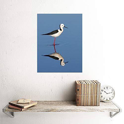 Wee Blue Coo Black Winged Stilt Reflection Bird Water Unframed Wall Art Print Poster Home Decor Premium