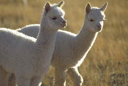 Alpaca Home Alpaca Duvet - Hypoallergenic Comforter/Down Alternative - 100% Alpaca Wool Filling with 100% Pima Cotton Casing | Regular Weight ~ New (Double/Queen)