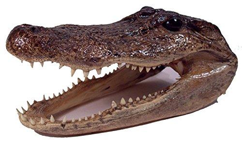 Amerigators Genuine Alligator Preserved Alligator Head (11-12 inch)