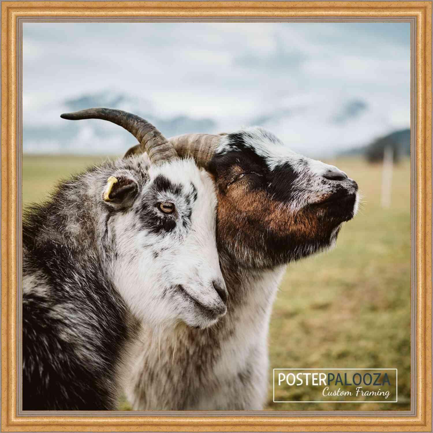 Poster Palooza Poster Palooza 20x20 Traditional Gold Complete Wood Square Picture Frame with UV Acrylic Plexiglass, Foam Board Backing & Hardware Included