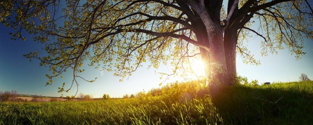 Oasis Oasis 033963-010 WaterGuard Assembly for Oasis RR Series Bottled Water Coolers, Standard White