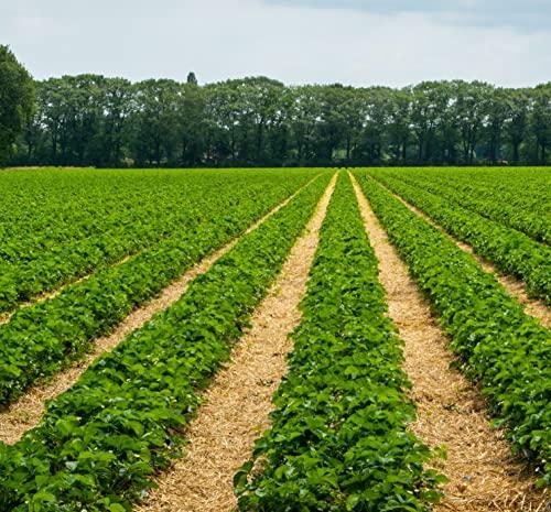 DripWorks Automated Dripworks Drip Tape Irrigation Kit for Watering Row Crops in Farms (with Timer)-Waters Upto 10 20\' Rows | Agricultural Grade Components | Trusted Brand Since 1991