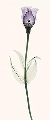Posterazzi Lisianthus Poster Print by Robert Coop (24 x 48)