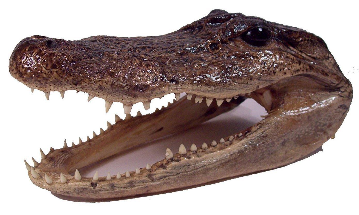 Amerigators Genuine Alligator Preserved Alligator Head (11-12 inch)