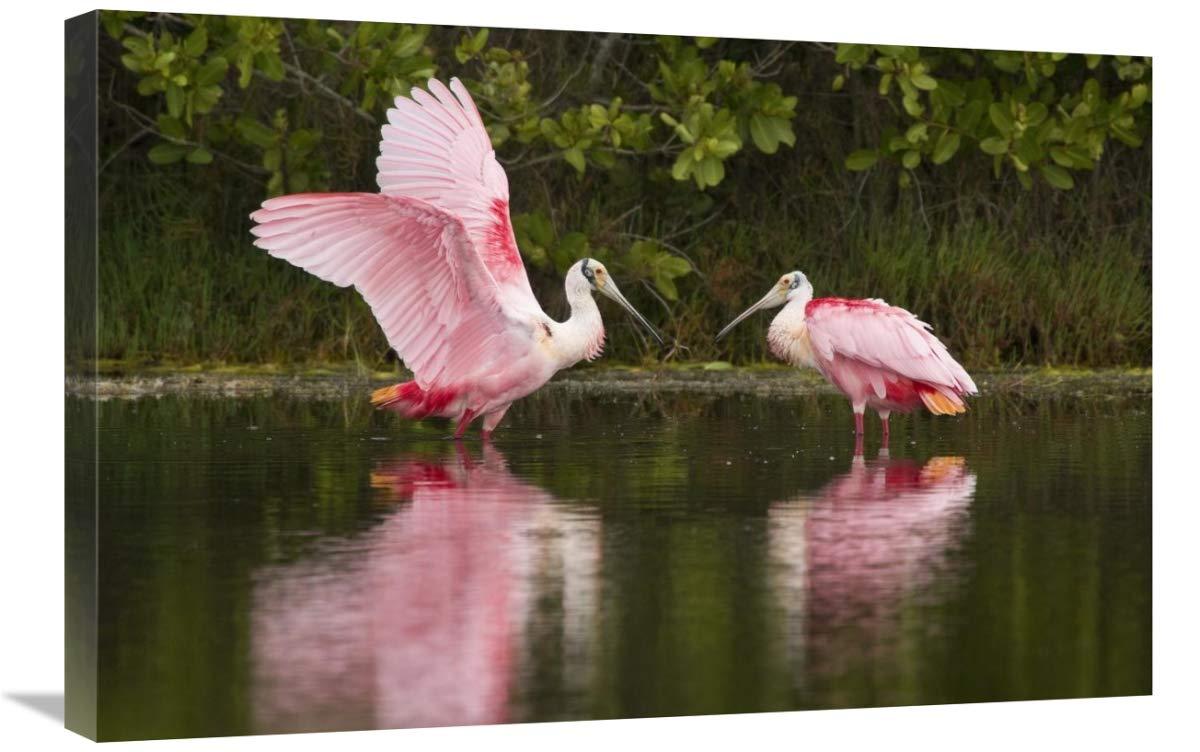 Global Gallery Global Gallery Roseate Spoonbill Pair Courting, Merritt Island National Wildlife Refuge, Florida-Canvas Art-30"x20"