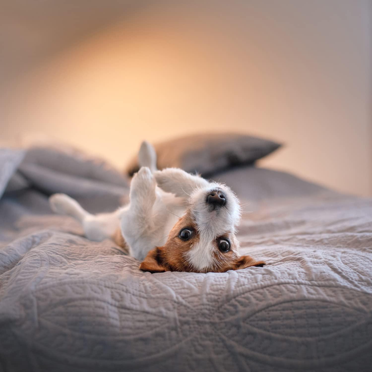 Home-organizer Tech 3M Adhesive Hooks, Super Power Heavy Duty J Hooks, NO Drill, NO Mark, Waterproof, Wall Mount Hooks for Coat Towel Robe Key, Design for Hotel Bedroom Bathroom Kitchen Cabinet Shower, 4 Pack