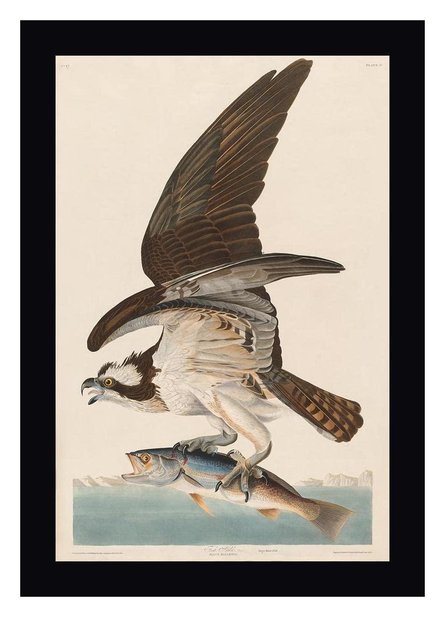 Canvas Art USA Fish Hawk, or Osprey by John James Audubon - 25\" x 36\" Framed Canvas Art Print - Black Frame - Ready to Hang