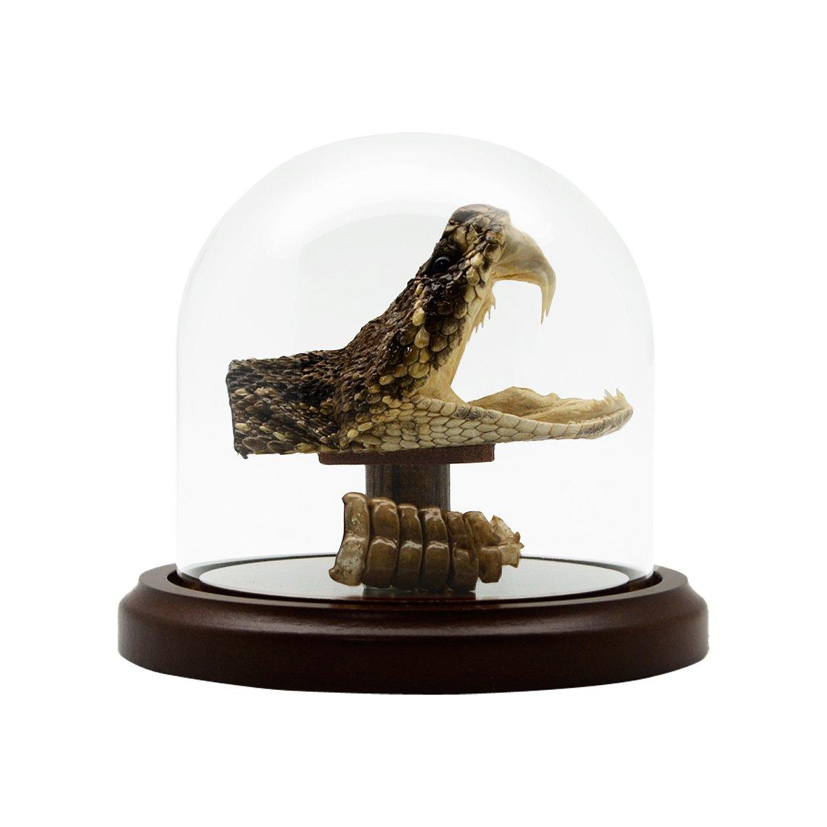 Treasure Gurus LLC Treasure Gurus Eastern Diamondback Rattlesnake Head/Tail Rattle in Glass Dome Display 100% Real Taxidermy