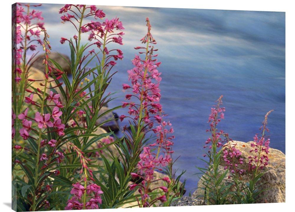 Global Gallery Global Gallery Budget GCS-396236-3040-142 Tim Fitzharris Fireweed Against Flowing Stream North America Gallery Wrap Giclee on Canvas Wall Art Print