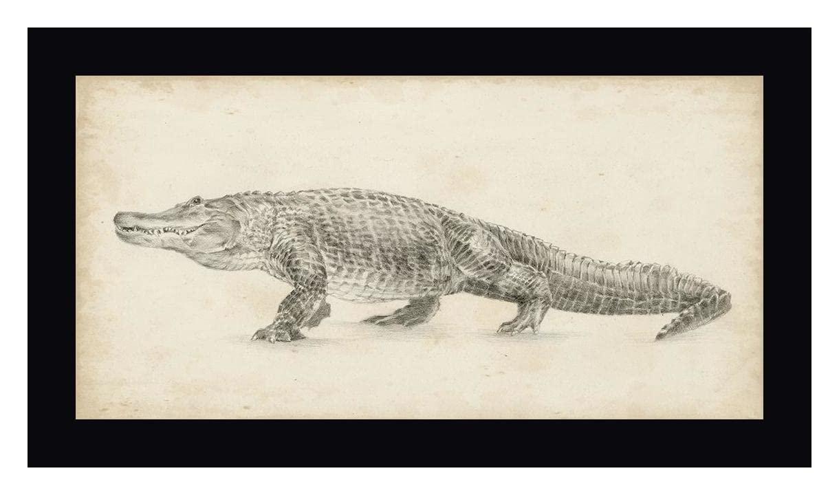 Canvas Art USA Alligator Sketch by Ethan Harper - 17\" x 30\" Framed Canvas Art Print - Black Frame - Ready to Hang