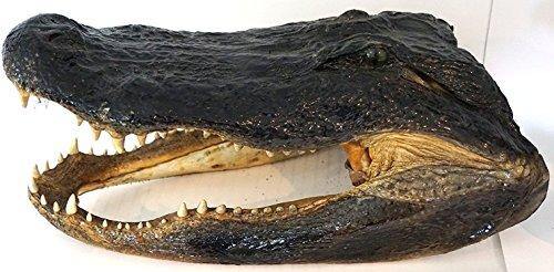 Amerigators Genuine Alligator Preserved Alligator Head (11-12 inch)