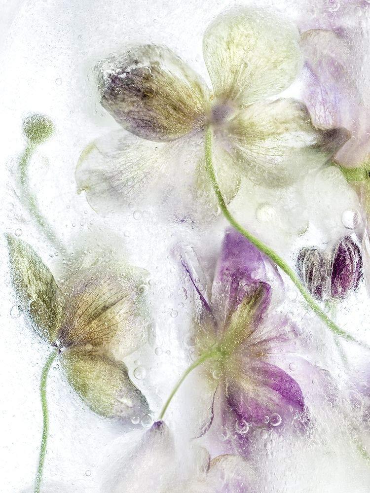 Posterazzi Posterazzi Collection Frozen Floral IV Poster Print by Mandy Disher (12 x 9)
