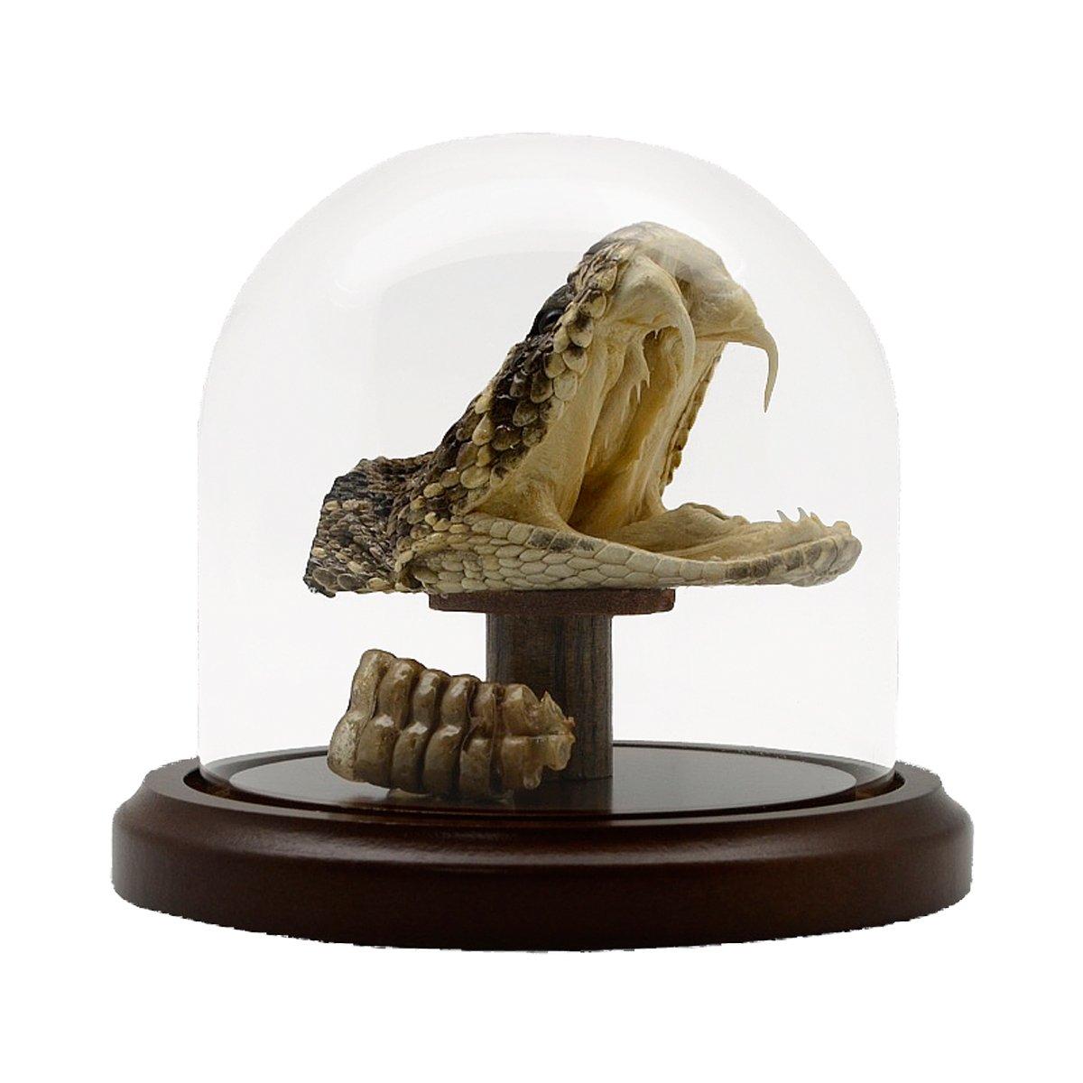 Treasure Gurus LLC Treasure Gurus Eastern Diamondback Rattlesnake Head/Tail Rattle in Glass Dome Display 100% Real Taxidermy