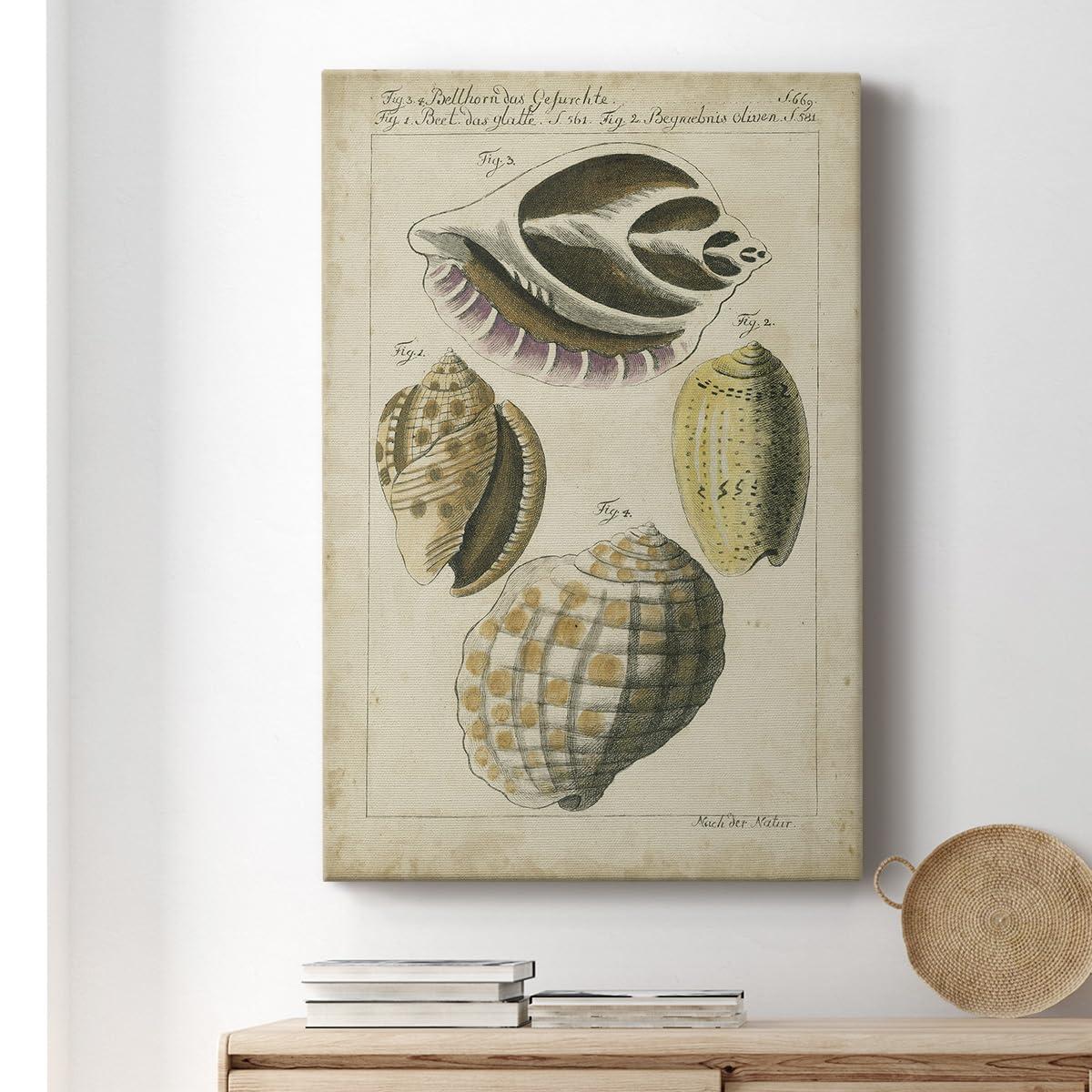 Renditions Gallery Renditions Gallery Nature Wall Art Paintings for Home Decor Vintage Sea Shell Study Abstract Hanging Artwork Prints for Living Room Hotel Kitchen - 8\"X12\" LT523