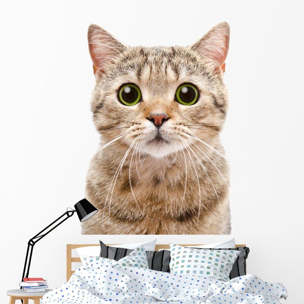 PINSHUO 10PCS 3 Years Warranty DC12V 2ft 0.6m 600mm 10W T8 LED Tube 12v Fluorescent Lamp Daylight Lights (10, Cool White)