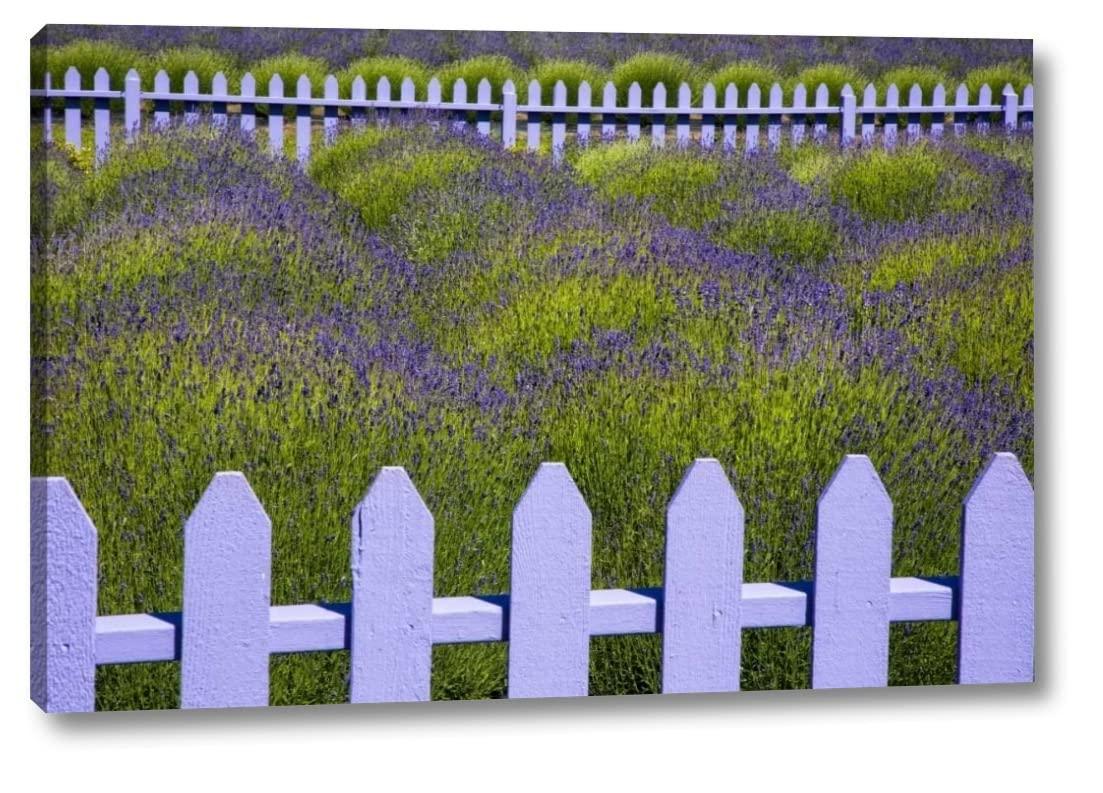 Canvas Art USA WA, Sequim Field of lavender with picket fence by Jean Carter - 25\" x 38\" Canvas Art Print Gallery Wrapped - Ready to Hang