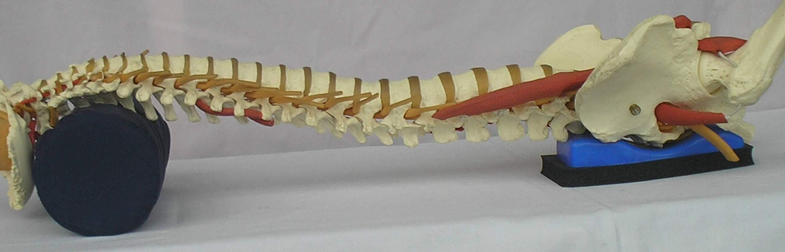 Sacro Wedgy Sacro Wedgy-MALE Version-COMPLETE SYSTEM: Includes Sacro Wedgy and Cervical Support Pillow. The Back Aid Sacral Stabilizer-Helps Releive Back Pain