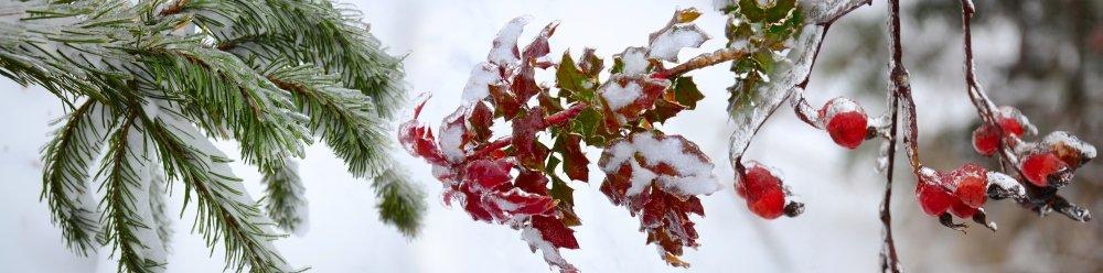 Posterazzi Close-up of frost on plants Poster Print (36 x 12)
