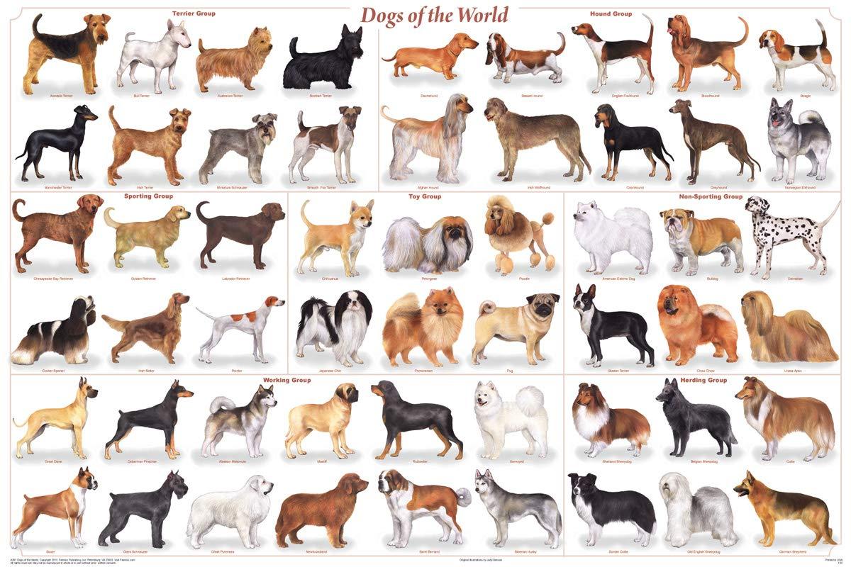 Feenix Publishing (24x36) Laminated Dogs of the World Educational Animal Chart Poster