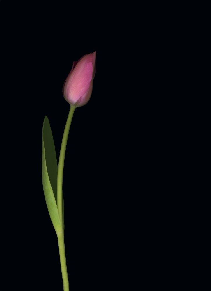 Posterazzi Pink Tulip Poster Print (24 x 34)