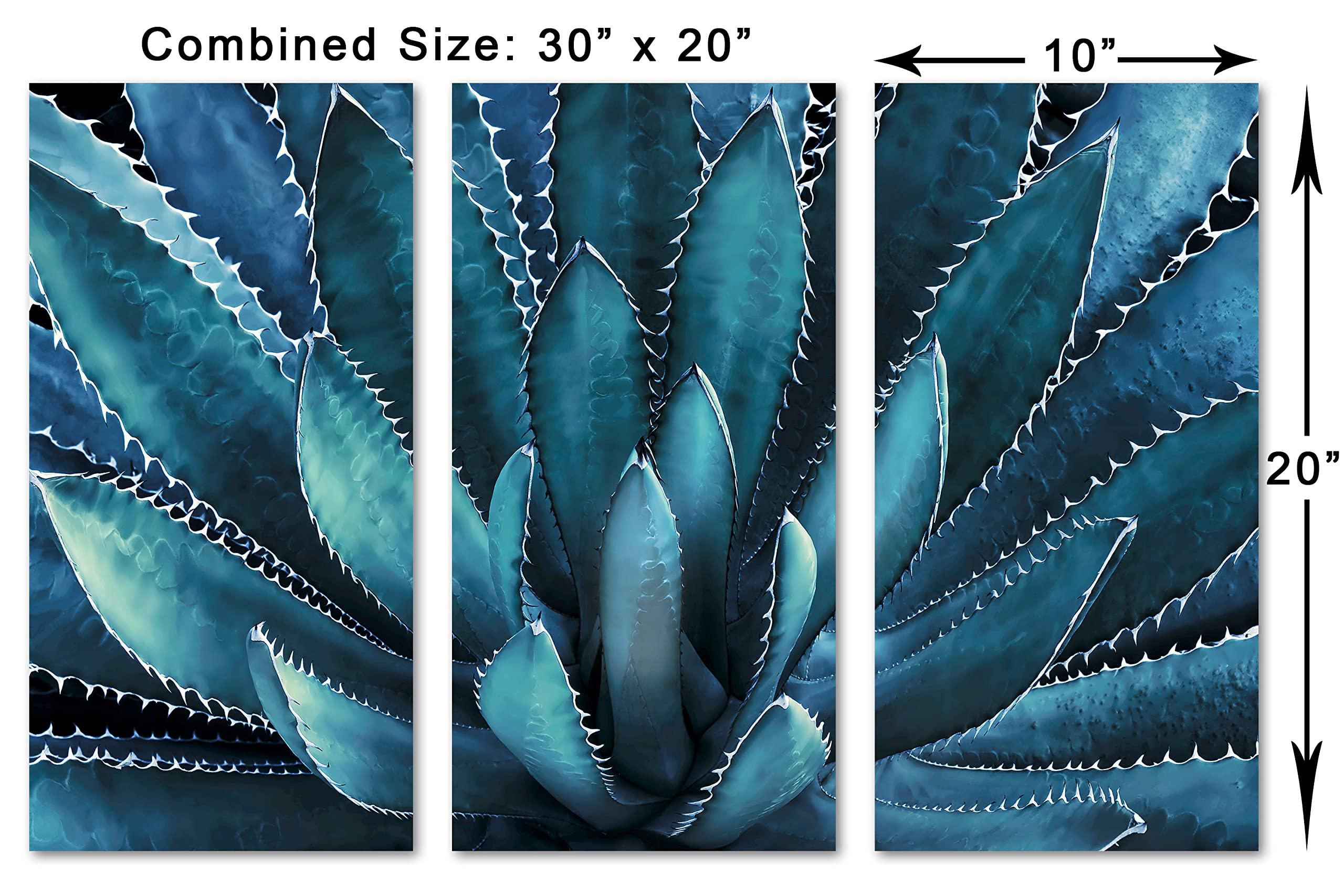 Canvas Quest 30 x 20 TOTAL - Agave Plant Canvas Print Wall Art Aegean Blue 3 Panel Split Botanical Art, tequilana plant