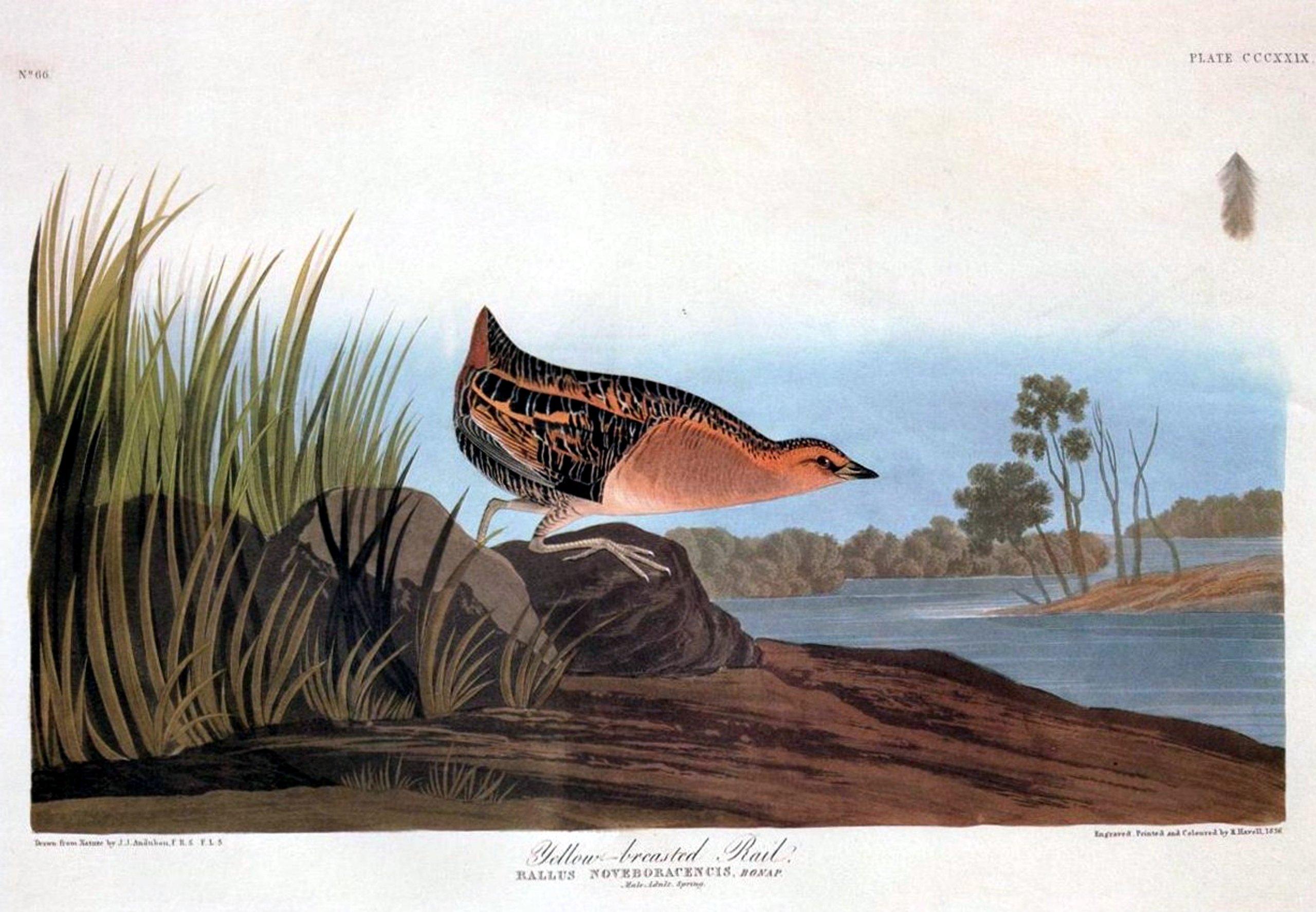 Northwest Art Mall Northwest Art Mall Sportsman\'s Cove Lodge Alaska Kayakers and Whale Artwork by Dave Bartholet, 11 by 17-Inch