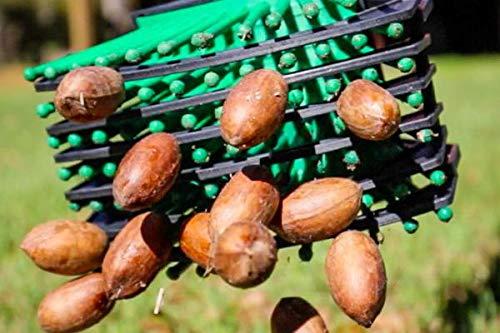 Bag-A-Nut Stab-A-Nut Pecan Harvester Also Picks up Large Acorns, Hazelnuts/Filberts, and Almonds Nut Picker Upper