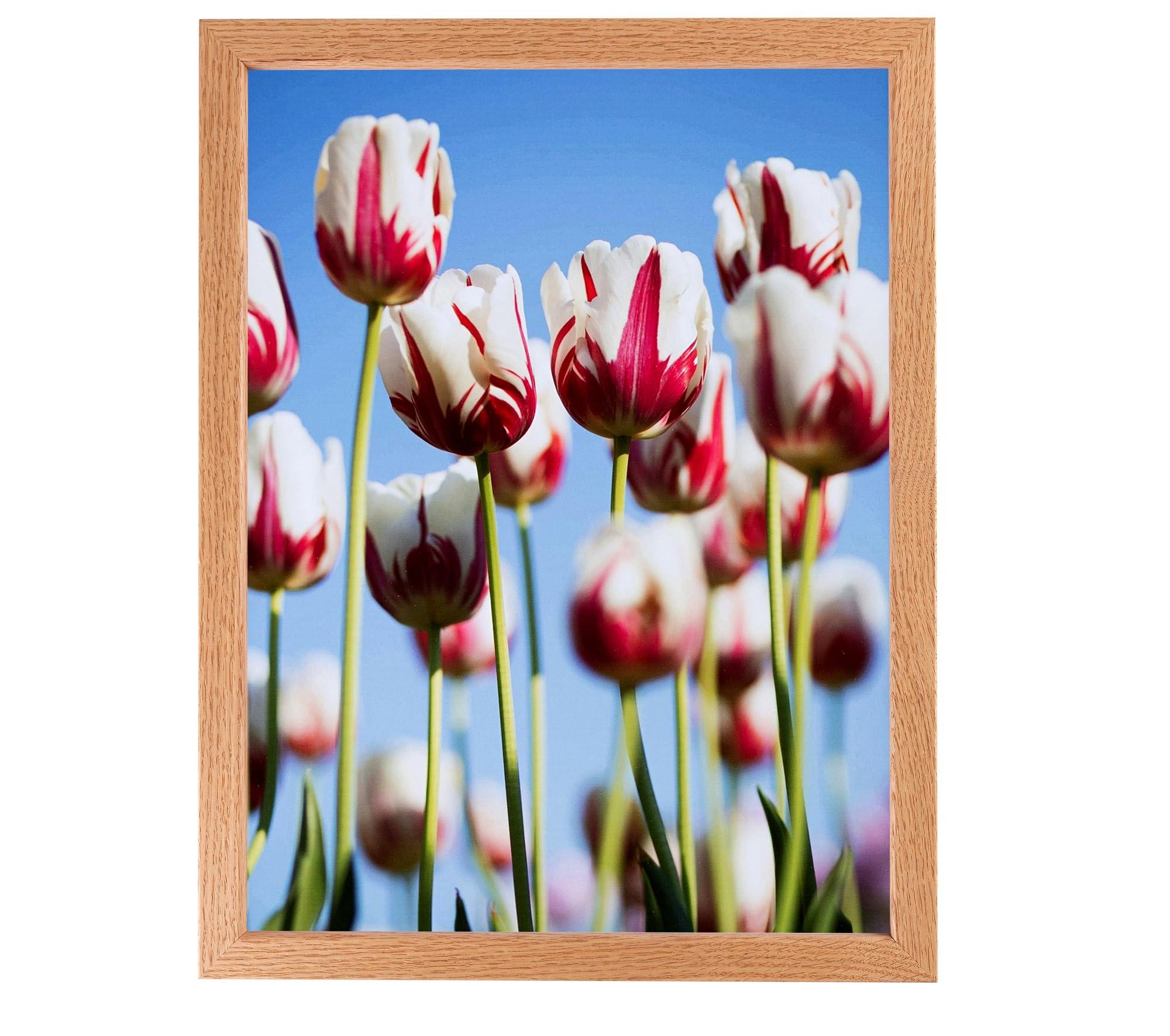 ArtToFrames ArtToFrames 60x90 CM / 23.62x35.43 INCH Brown Picture Frame, This 0.81 Inch Custom Wood Poster Frame is Red Oak Wood - Comes with Economy Acrylic and Corrugated Backing (CMWOM82213-400-60x90)