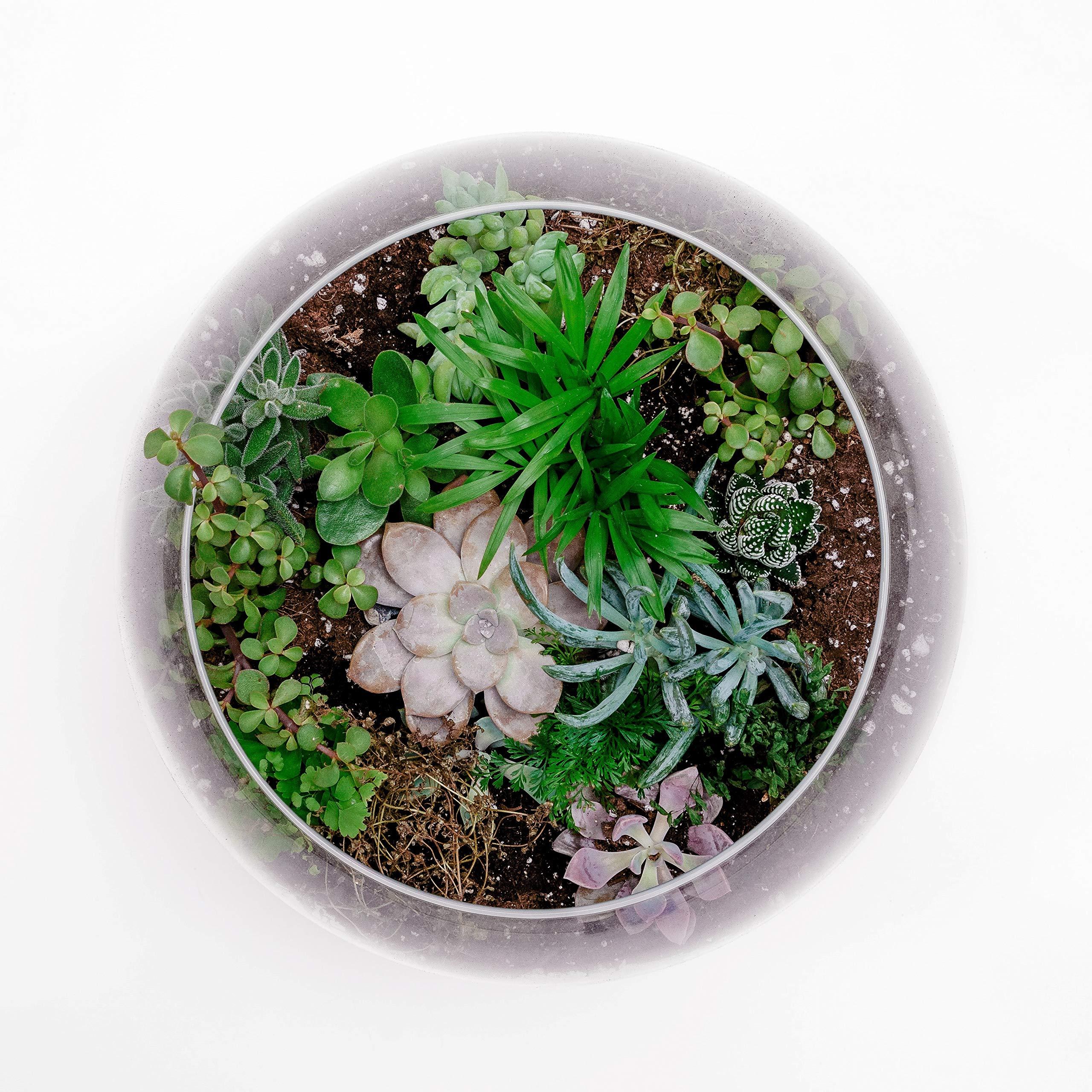 WGVI WGV Large Bowl Glass Vase, Diameter 16", Height 14", (Multiple Sizes Choices) Clear Huge Round Bubble Vase Jar, Floral Planter Terrarium for Wedding Event Home Decor, 1 Piece (VBW1614)