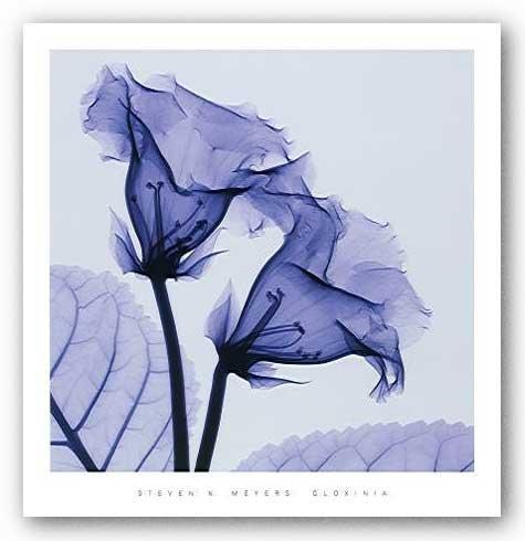 Image Conscious Image Conscious Gloxinia by Steven Meyers 24"x24" Art Print Poster