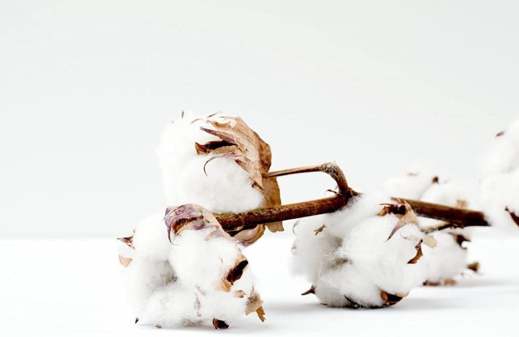 Safhome Oversized King Flat Sheet Gold Top Sheet Only 1 Piece Soft Egyptian Cotton Sateen Weave 1000 Thread Count Quality Bedding Flat Sheet Wrinkle Free Stain Resistant