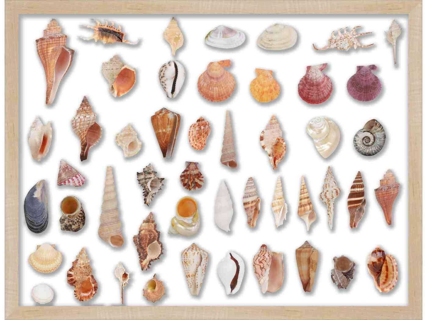 Jectse Cordless Electric Milk Frother with 2 Eggbeater Heads, 3 Modes, Fast and Efficient, Wide Range of Applications, (A)