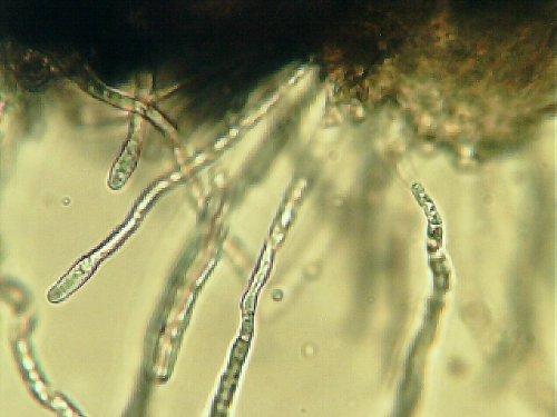 TeaLAB Compost Tea Brew Bag : 400 Micron Nylon Mesh, Made To Last in the USA (5 Gallon Bucket Sized (9\"x14\"))