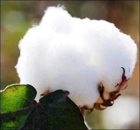 Olivialinen Olivialinen Waterbed Sheet Set-King/Calking Size-400 Thread Count, Ultra Soft 100% Cotton-4 Pcs Attached Waterbed Sheet Set, 18 Inch Deep Pocket (White Solid, King/Calking Size) Waterbed Sheet