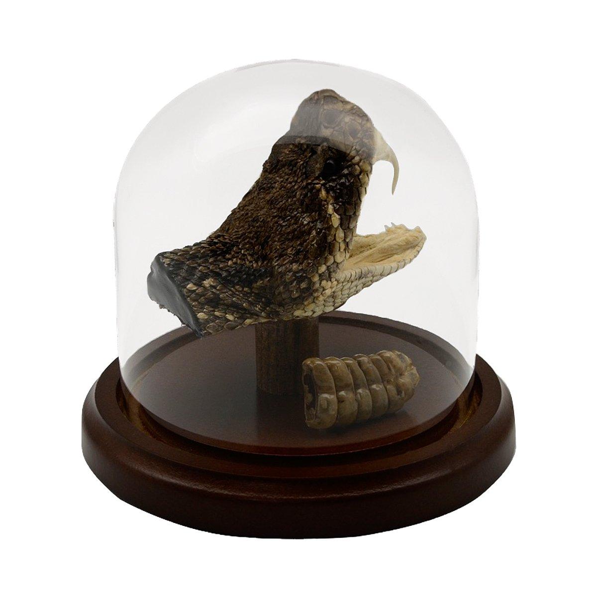 Treasure Gurus LLC Treasure Gurus Eastern Diamondback Rattlesnake Head/Tail Rattle in Glass Dome Display 100% Real Taxidermy