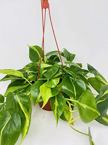Hirts: House Plant Brazil Philodendron 6" Hanging Basket - Low Light - Easy