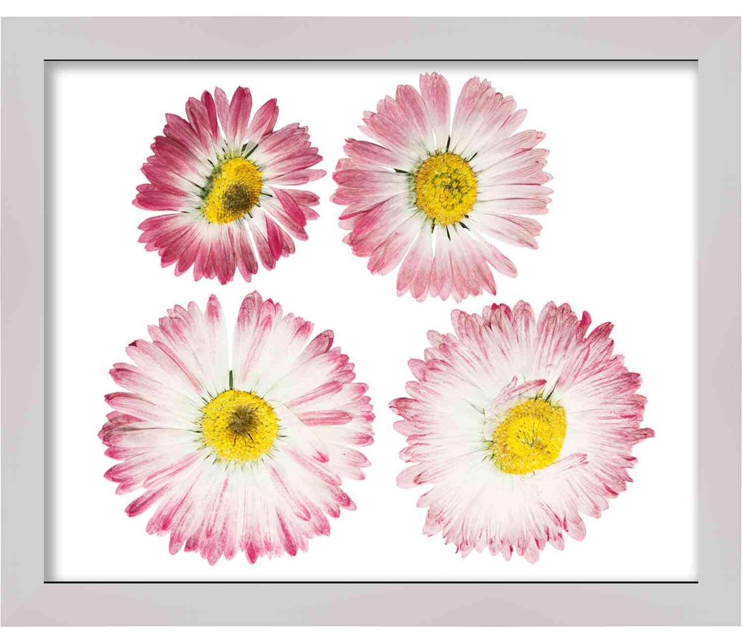 Poster Palooza 28x18 Shadow Box White Display Frame | 2 Inch Rabbet Depth | 1.25 Inch Moulding Width | Includes Shatter Resistant Acrylic Plexiglass, Foam Board Backing and Hanging Hardware