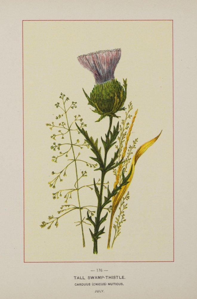 Posterazzi Posterazzi Wild Flowers of America 1894 Tall Swamp Thistle Poster Print by Unknown, (18 x 24)
