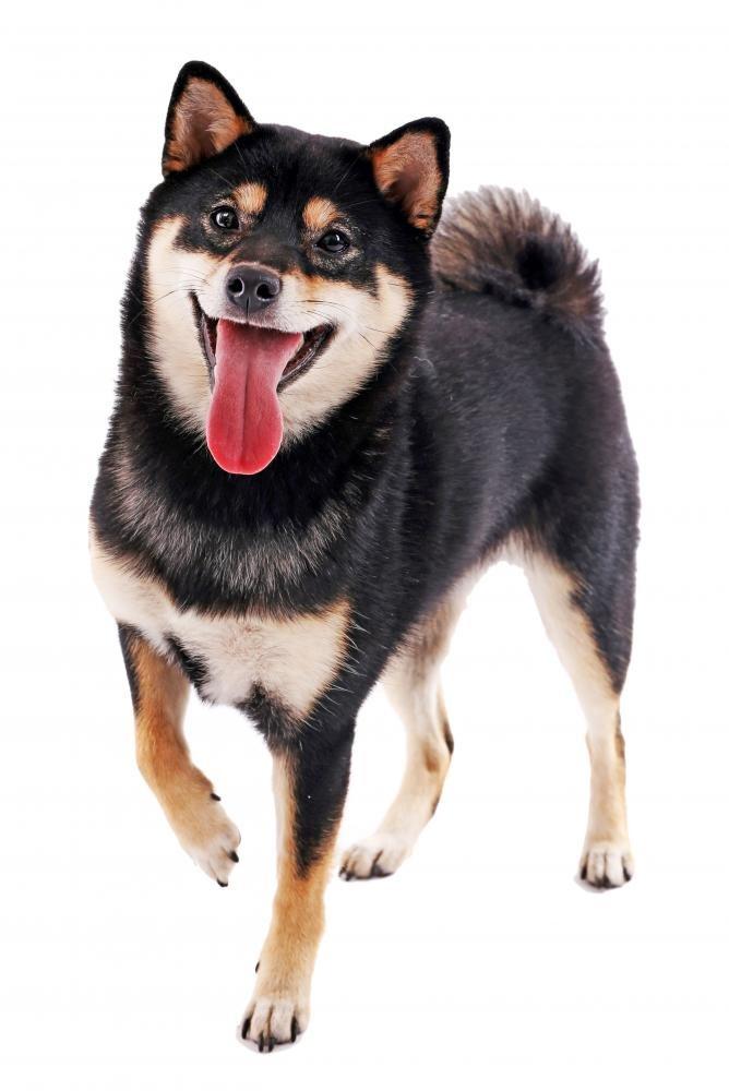 HammerHead Showers HammerHead Showers ALL METAL 8 Inch Rainfall Shower Head CHROME - Shower Head Rainfall - 2.5 GPM High Flow Shower Head Optimized for Pressure Large Round Rain Shower Heads