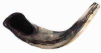 Jobiru Judaica Ram Horn Shofar (12-14 inches)