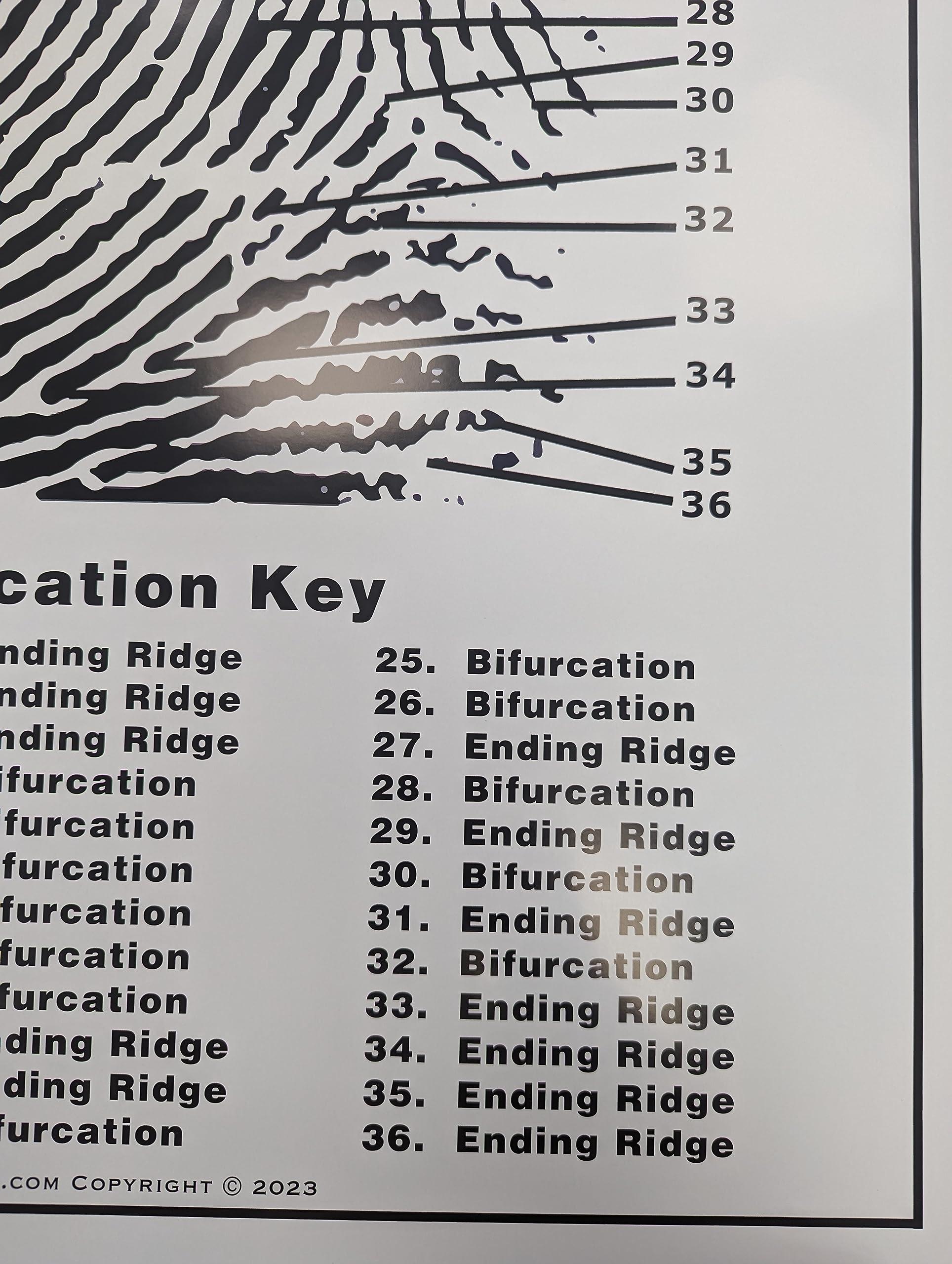 Crime Scene Crime Scene Fingerprint Chart, Poster Size 24\" by 36\"