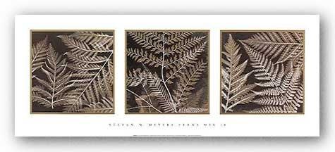 Image Conscious Ferns Mix II by Steven Meyers 26.75"x8" Art Print Poster