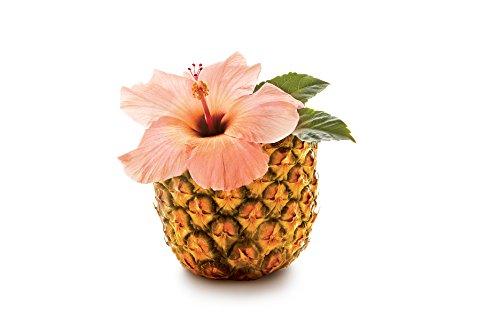 Glade Glade Scented Paint Additive, Tropical Mist, 1 oz, PATM